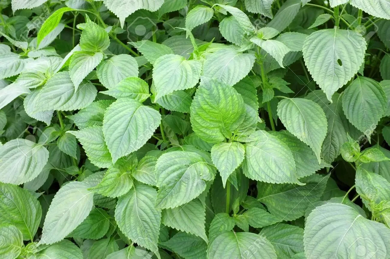 (250+ pcs)KOREAN SHISO HERD SEEDS (PERILLA), RAU MÈ HÀN QUỐC, 들깨 깻잎, 朝鮮紫蘇 シソ
