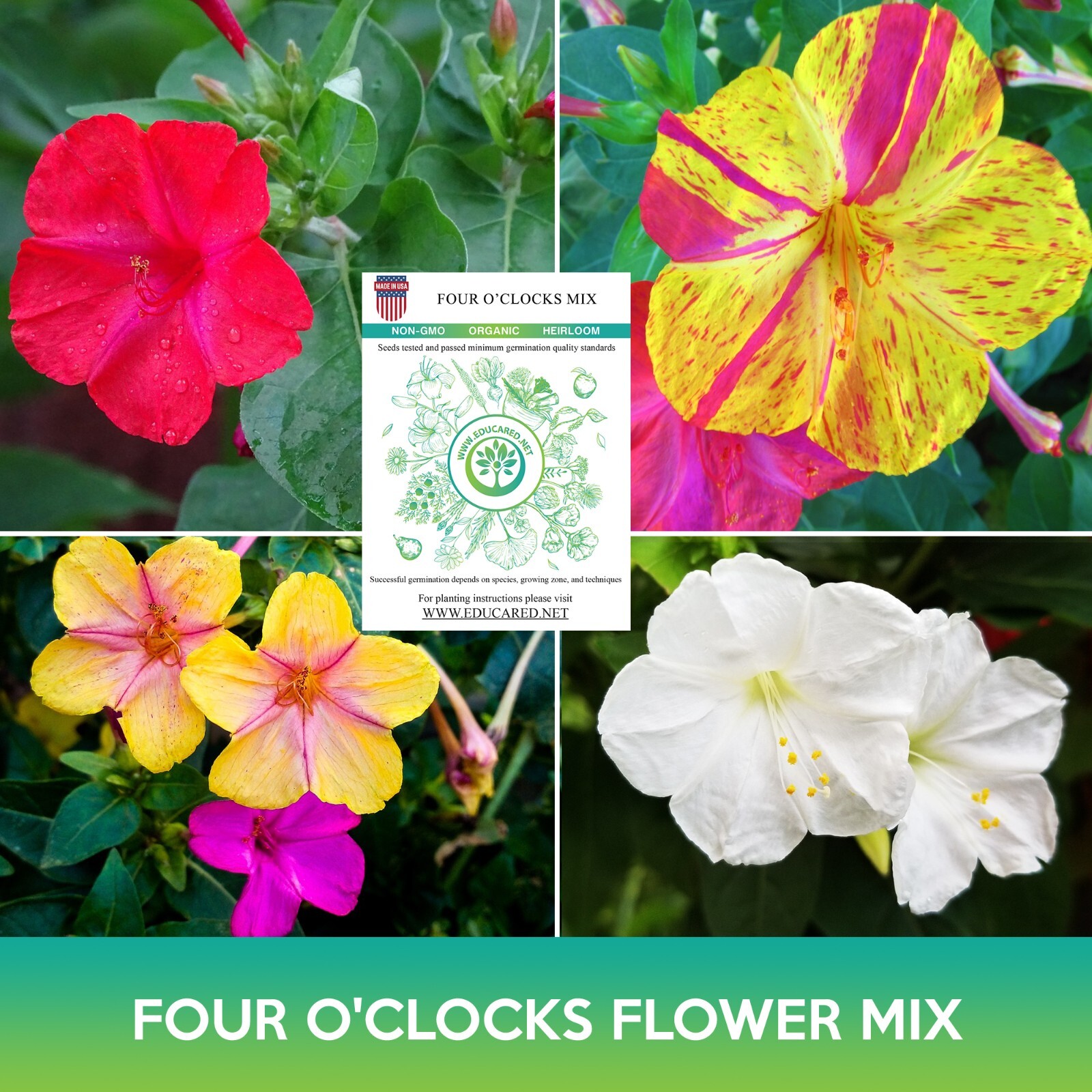 Four O’clocks Flower Mix Seeds, Mirabilis jalapa