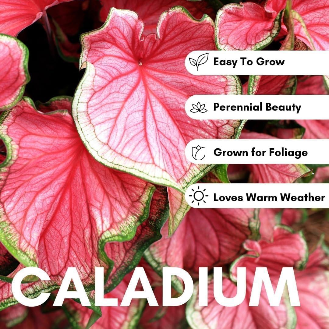 Royal Flush Caladium Bulbs For Planting – Great Indoor Plants (6 Bulbs)
