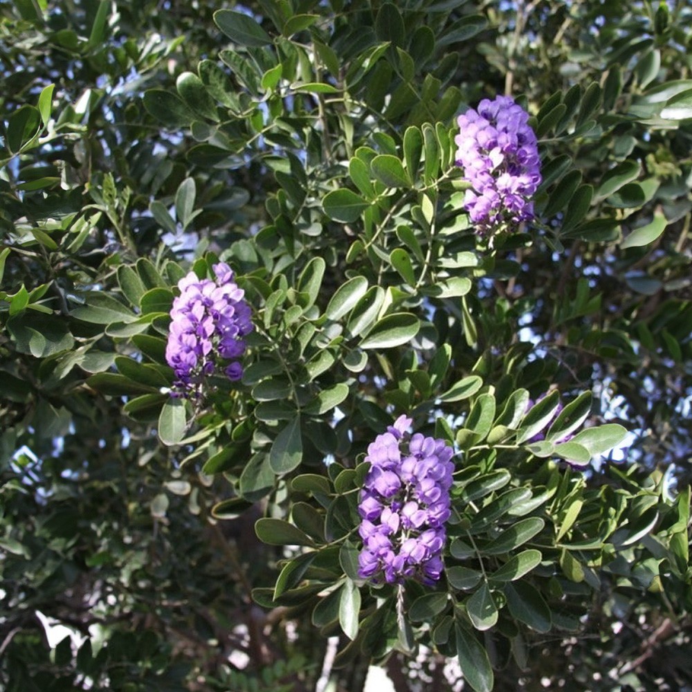 Sophora Secundiflora aka Texas Mountain Laurel, 10 Seeds USPS Ground Shipping!