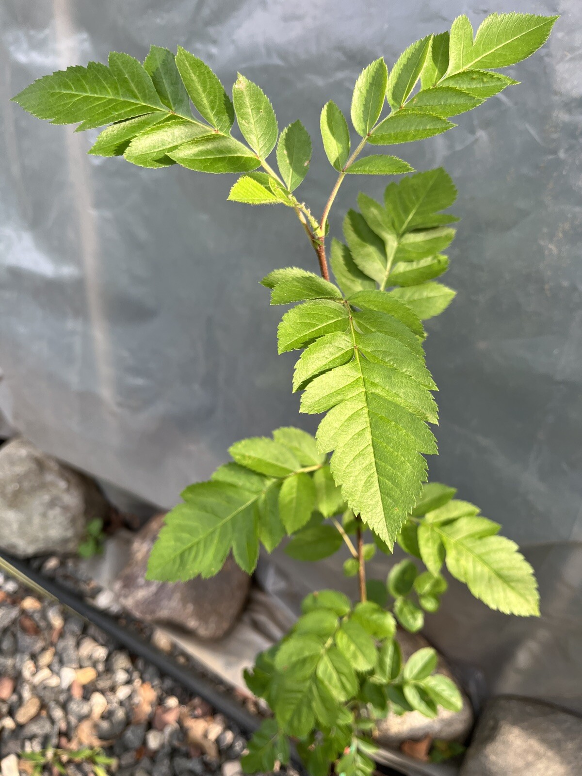 Ivan’s Belle (Granatnaya) Grafted Mountain Ash Hybrid 2-3 ft tall