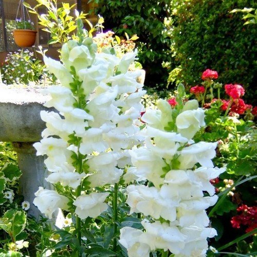 Snowflake Snapdragon Seeds | 100 – 2,000 Seeds | Non-GMO | Free Shipping | 1200