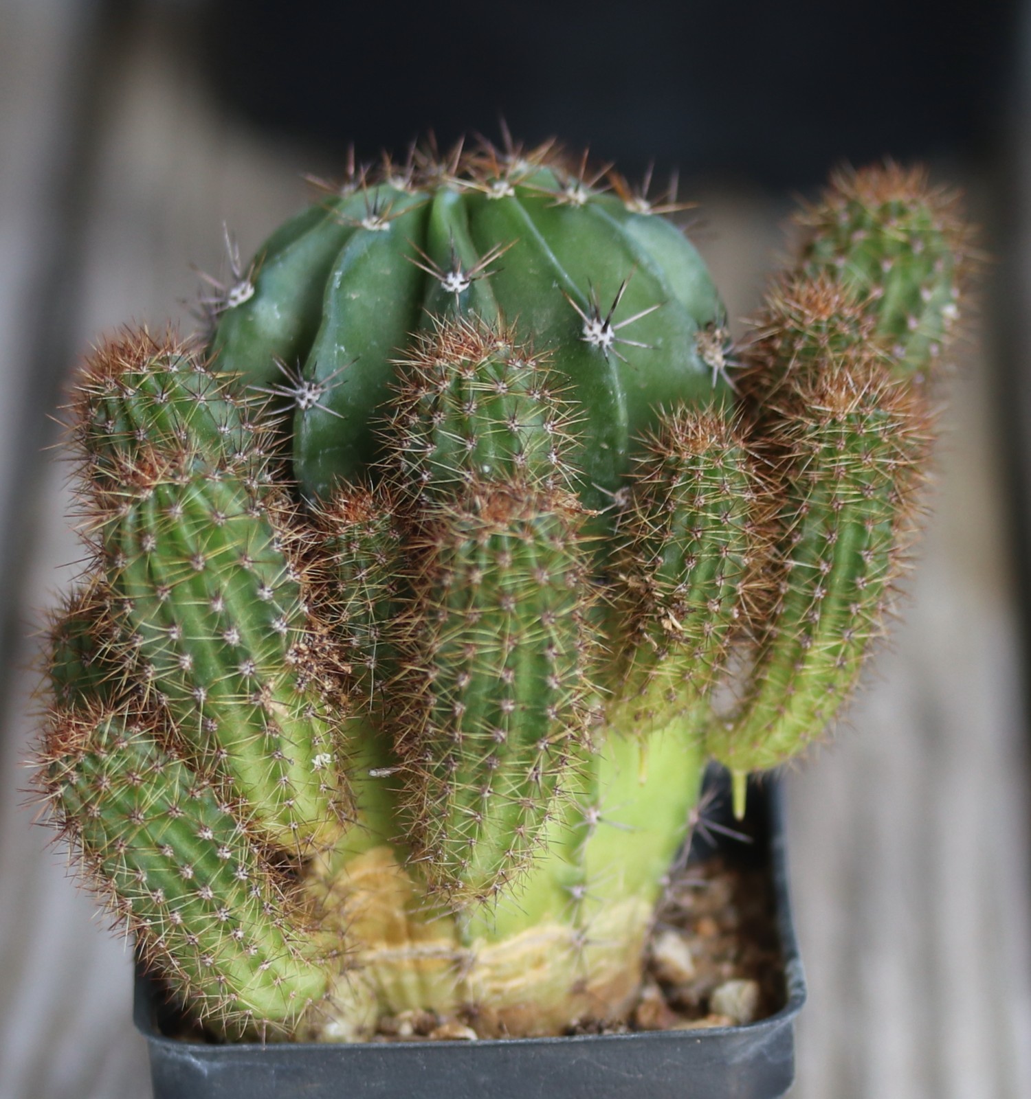 Echinopsis hybrid ‘Rainbow Burst-Pink’