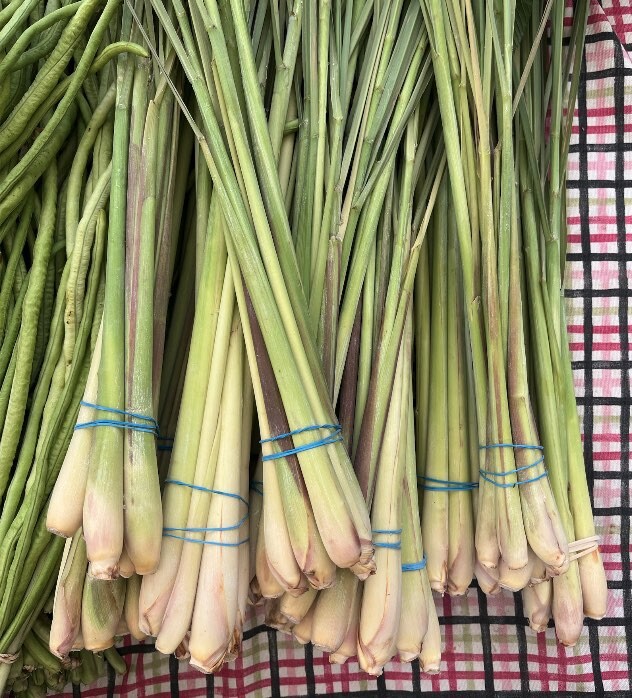 Lemongrass Seeds Mosquito Repellant Organic Nongmo Edible Herb Garden Grass Heir