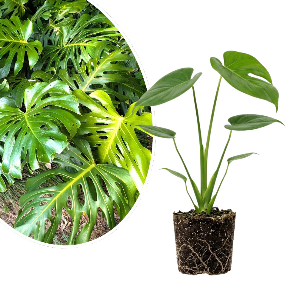 Monstera Deliciosa Live Plant 4-6 Inches Tall Rooted Swiss Cheese