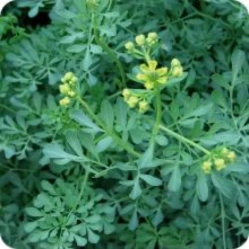 300+ Rue Seeds – Common Herb — Insect Repellent — Heirloom – Organic – NON GMO