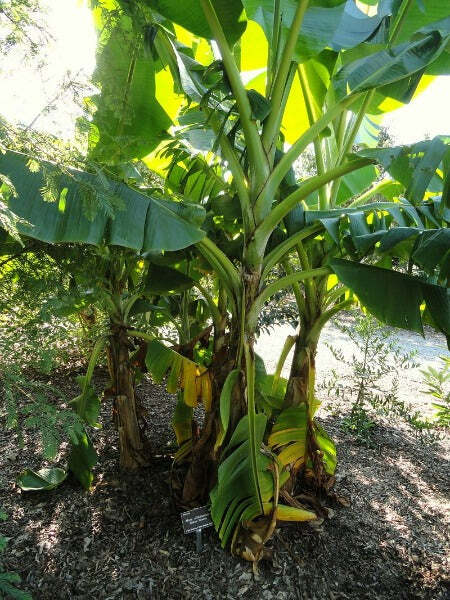 Musa sikkimensis Darjeeling | Darjeeling Banana | 10 Seeds