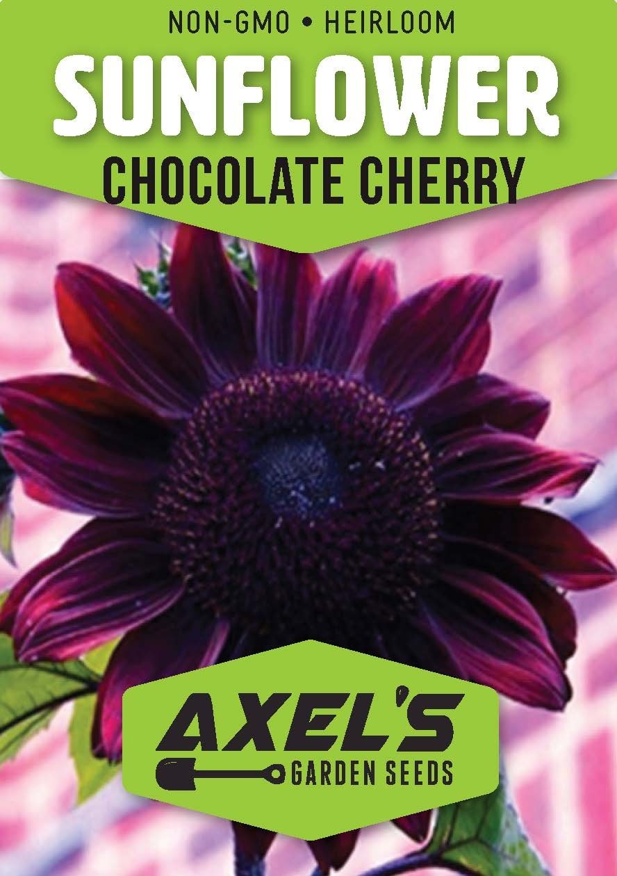 Sunflower Seeds – Vibrant Heirloom Rare, Free Shipping, Chocolate Cherry