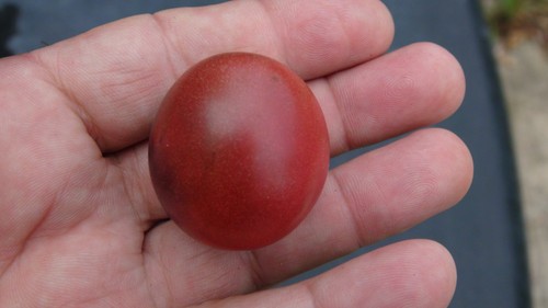 10 seeds Dwarf Mocha’s Cherry Tomato ORGANIC Rare Anthocyanin Variety
