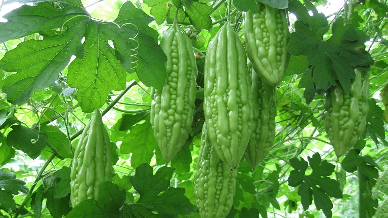 20 Bitter Melon Seeds / Khổ Qua,Mướp Đắng for 2023 season. US Seller