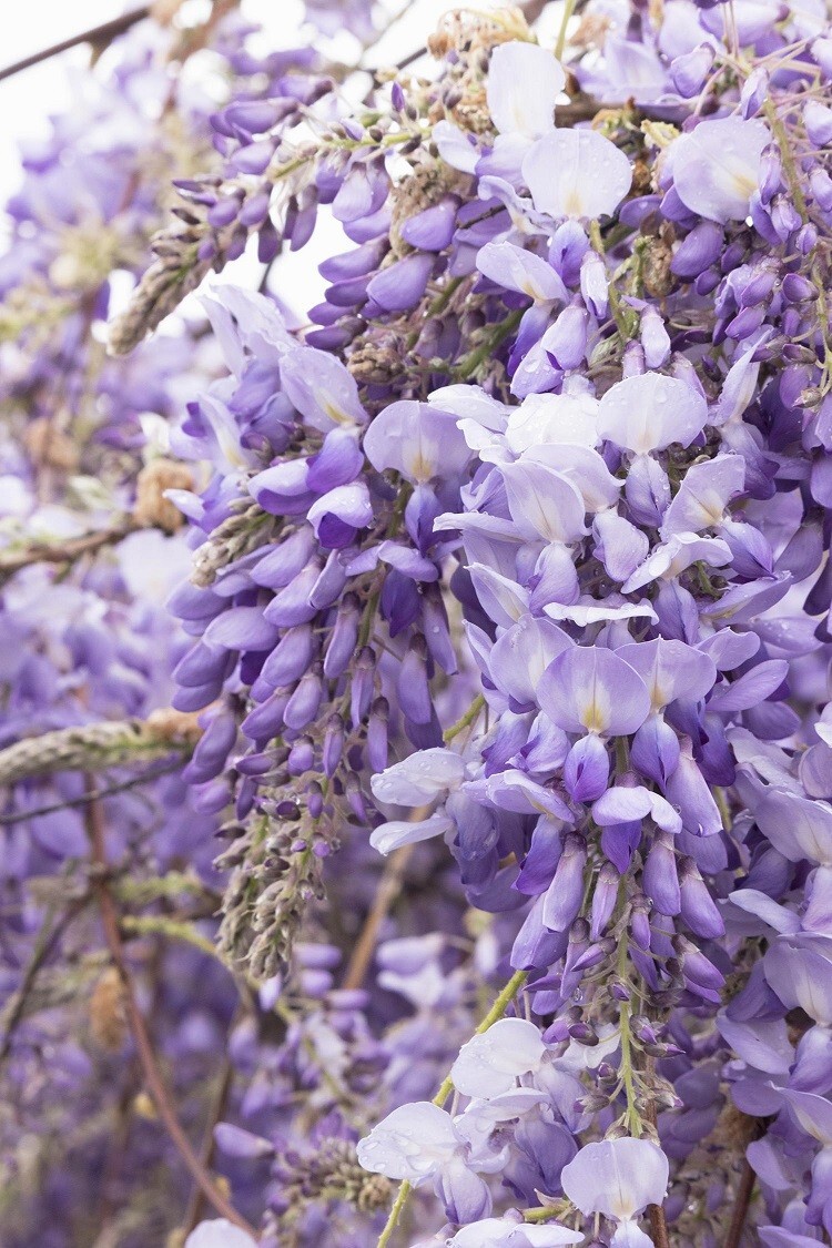 Blue Chinese Wisteria Sinensis – 5 Seeds – Violet Purple Vine – USA Seller