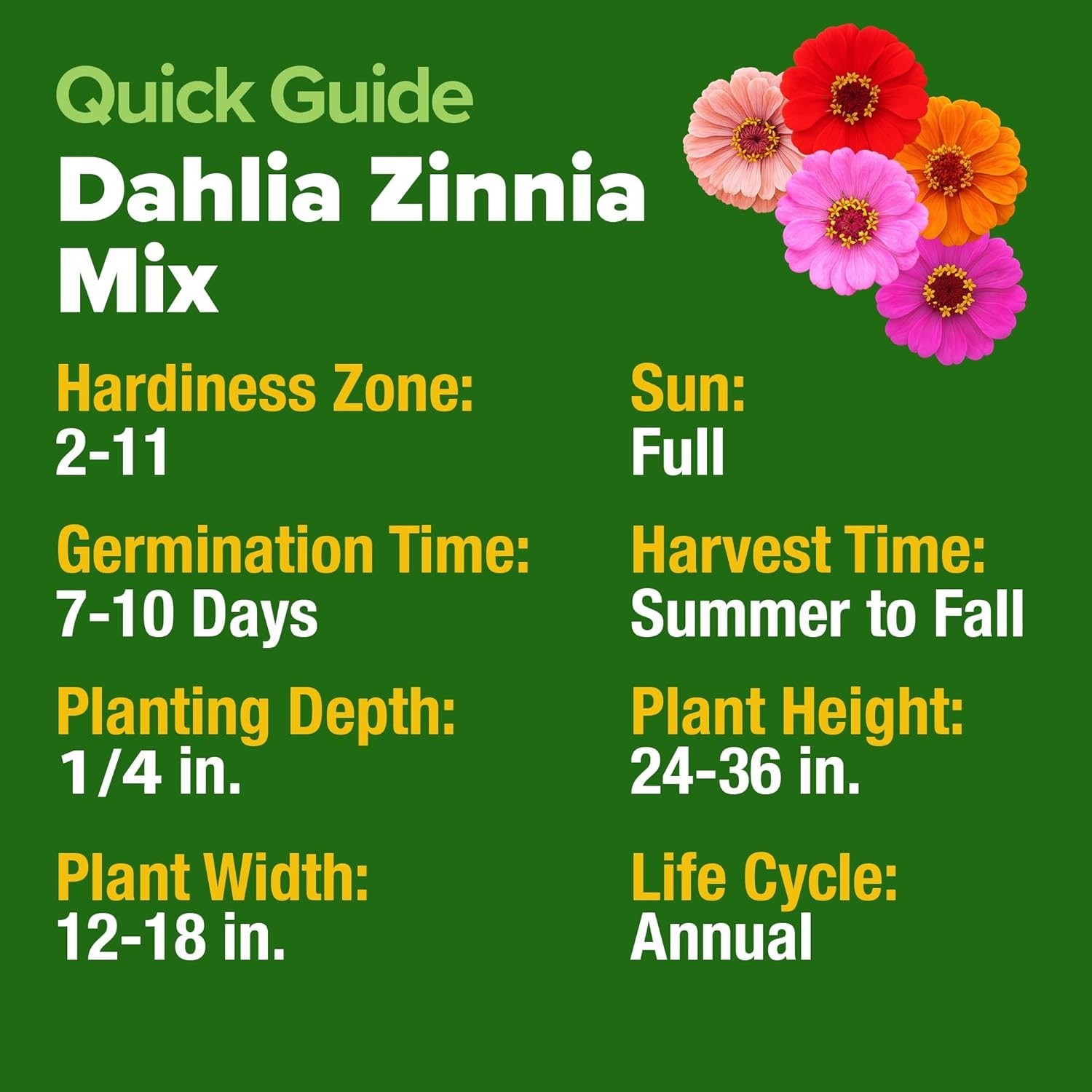 Vibrant Zinnia Dahlia Seeds (524 Count) | Effortless Blooms for Any Gardener