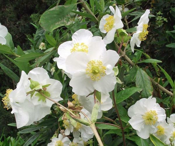 Carpenteria californica | Bush or California Anemone | 20 Seeds