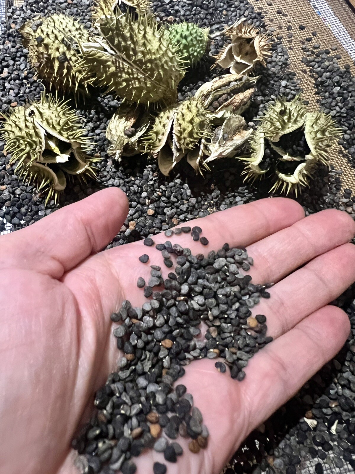 (100+) Datura Stramonium Jimsonweed Moon Lily Flower Seeds