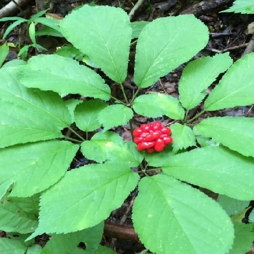 100 Fully Stratified American Panax Quinquefolius Ginseng Seeds 2025 Harvest USA