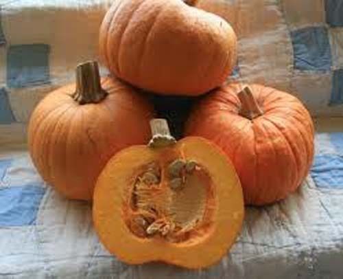 Pumpkin Sugar Pie Great Heirloom Vegetable By Seed Kingdom 25 Seeds