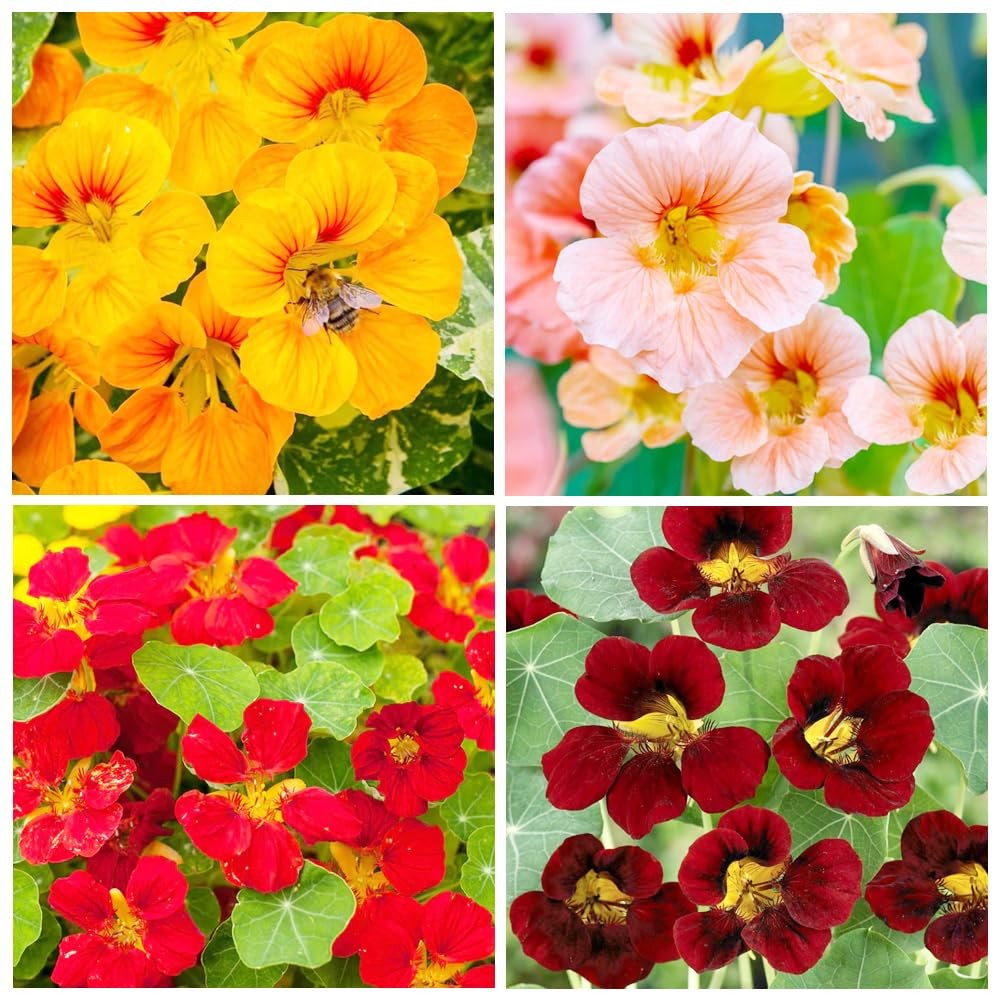 100+ Nasturtium Seeds for Planting-Annual Climbing Tropaeolum Nasturtium Seed…
