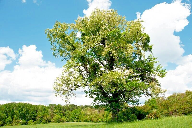 Wild Black Cherry Tree | Premium Seeds | Prunus serotina ‘Spring’ | Plants’®
