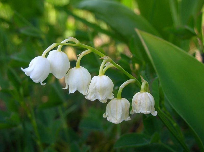10 MINI Old Fashion Lily Of The Valley Convallaria majalis~Woodland Garden