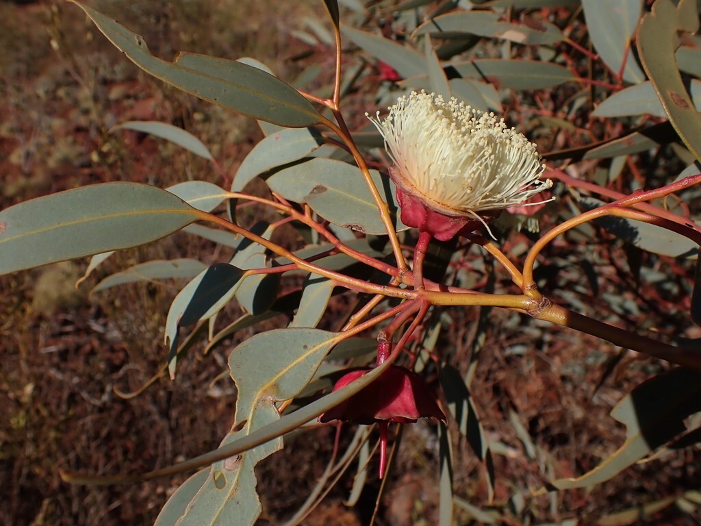25+ Eucalyptus kingsmillii Seeds – ‘Kingsmill’s Mallee’