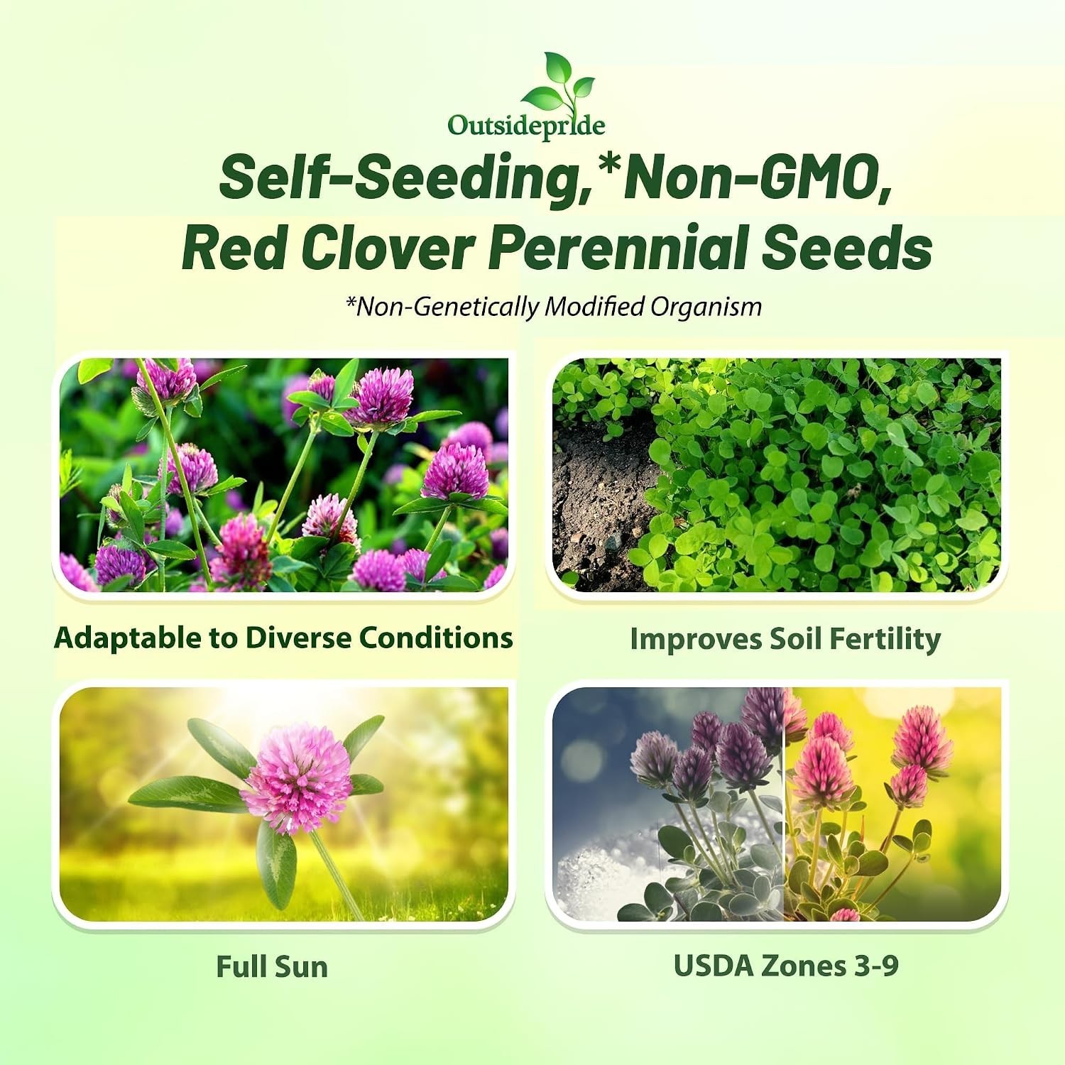 High Yield Red Clover Seeds – 10 lbs. for Companion Planting