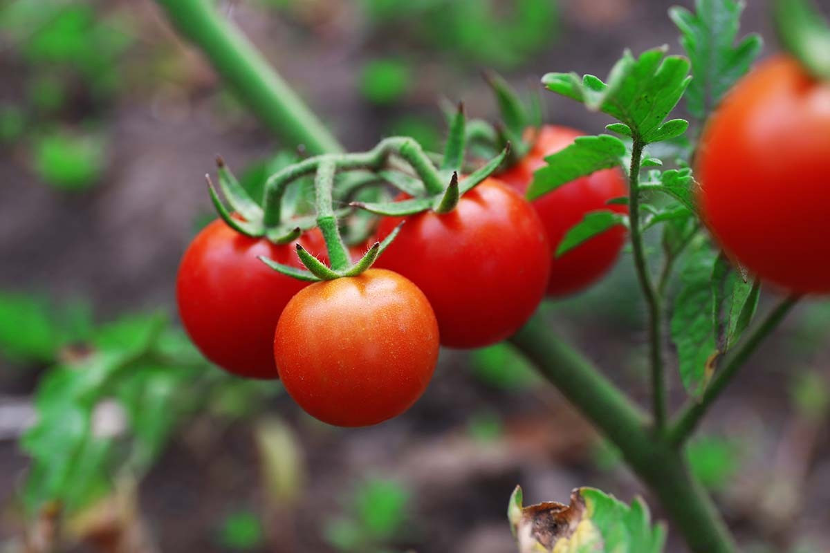 100+ SUPERSWEET 100 LARGE CHERRY TOMATO SEEDS – NON GMO – ORGANIC —- FRESH
