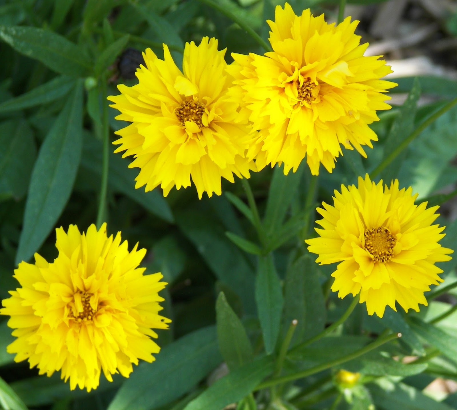 COREOPSIS * EARLY SUNRISE * TROUBLEFREE * BRIGHT YELLOW FLOWERS*