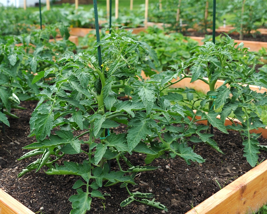 30 SIBERIAN EARLY TOMATO Seeds