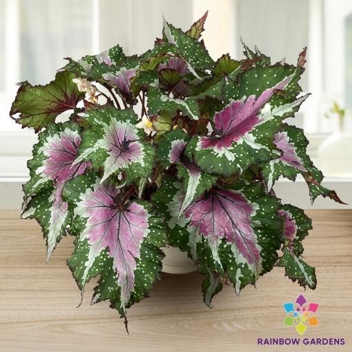 25+ Watermelon Party Begonia Seeds for Garden Planting – USA – FREE SHIPPING!
