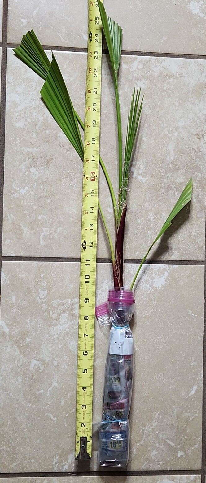 (1) 3 YEAR OLD – WASHINGTON ROBUSTA, MEXICAN FAN PALM TREE SEED SAPLINGS