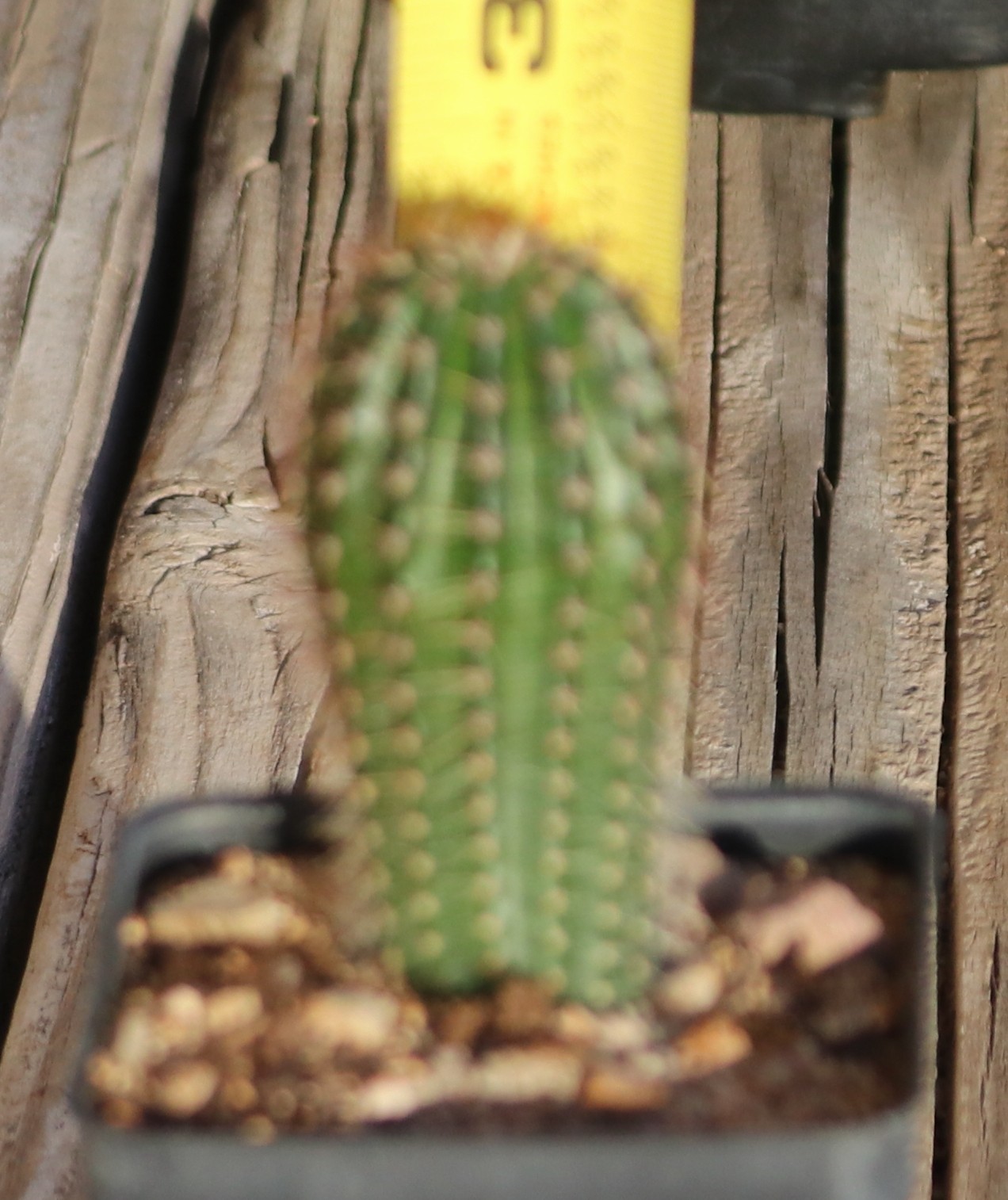 Hildewintera ‘Humke’s Ro Ro’