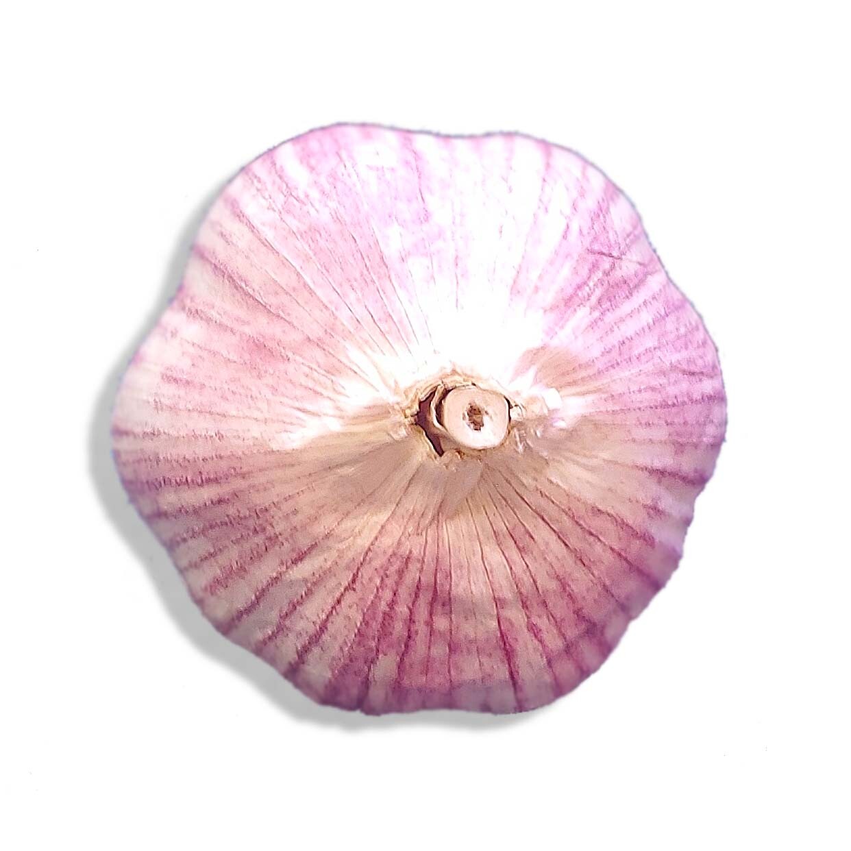 Red Russian GARLIC Bulbs Fresh Organic Heirloom Hardneck Plant or Cook and Eat