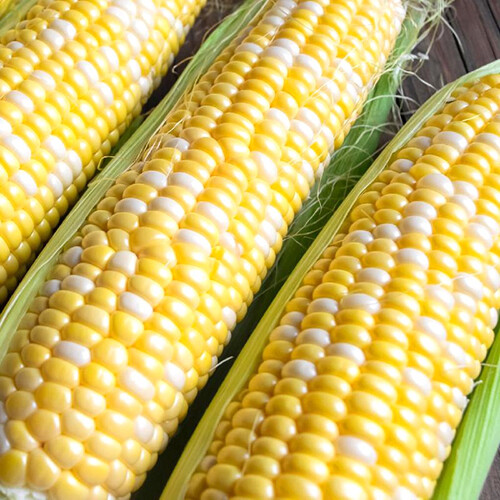 Ambrosia F1 Hybrid Corn Seeds | 25 – 2,500 Seeds | Bicolor Sweet | Non-GMO 1109