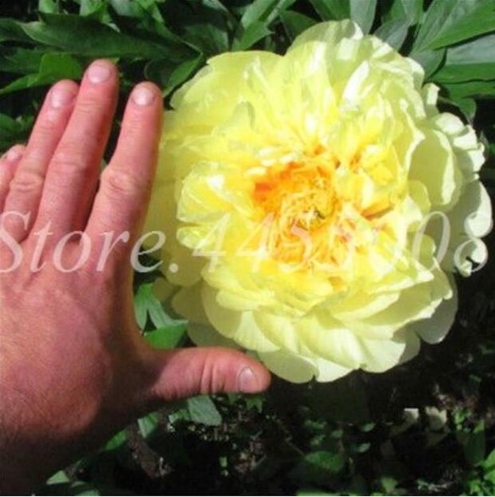 20 PEONIES FLOWER SEEDS rare exotic blossom bloom plant garden germination B