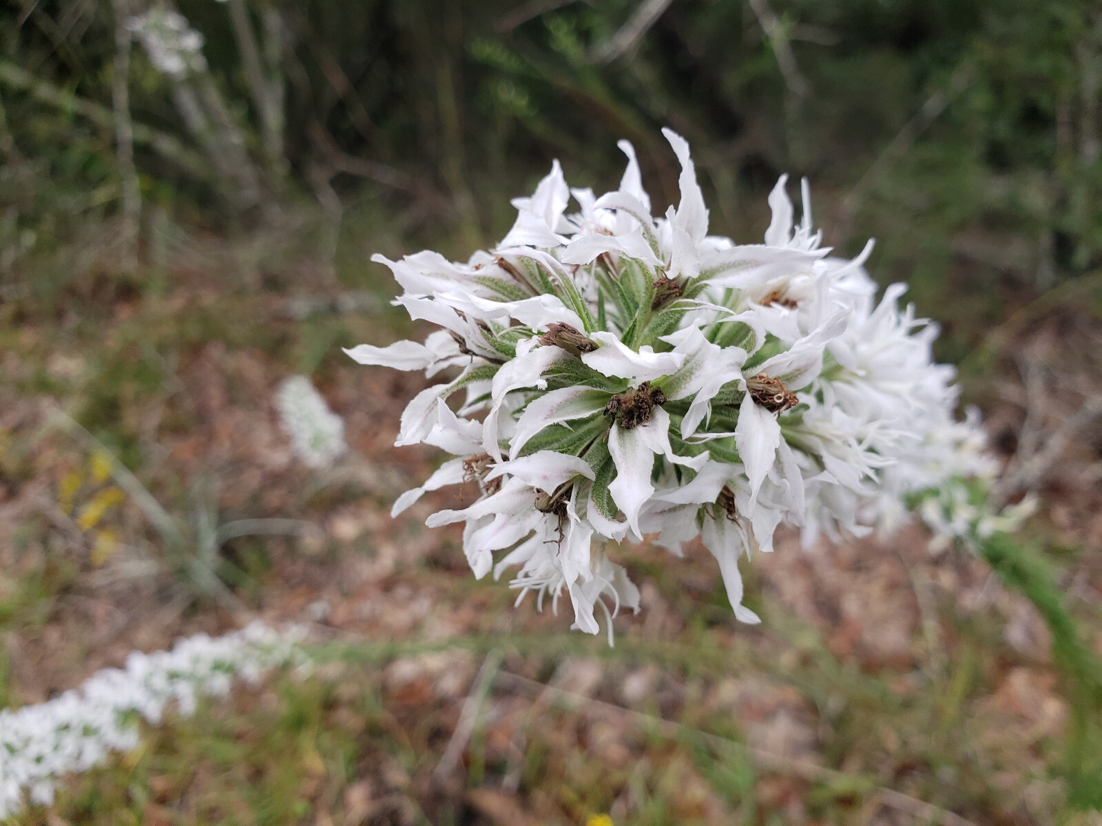 Elegant Blazingstar | 25 Seeds | Liatris Elegans | Gayfeather | White Flowering