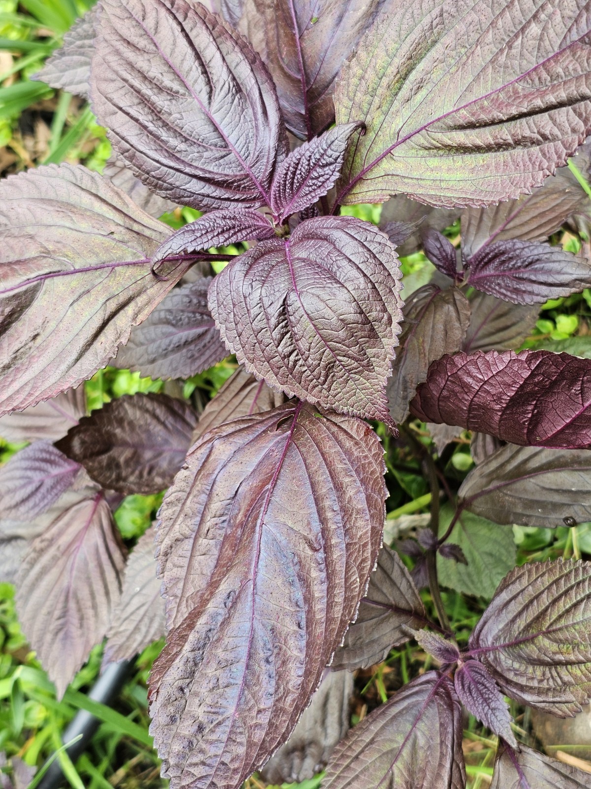 8 Purple Perilla Live plants Basil Beefsteak Japanese Flowers organic