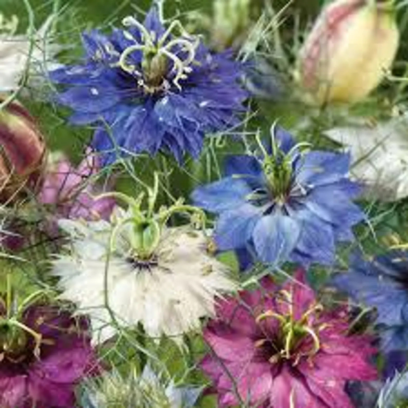 200 Miss Jekyll Love In A Mist. Organic. USA Seeds. Ships free