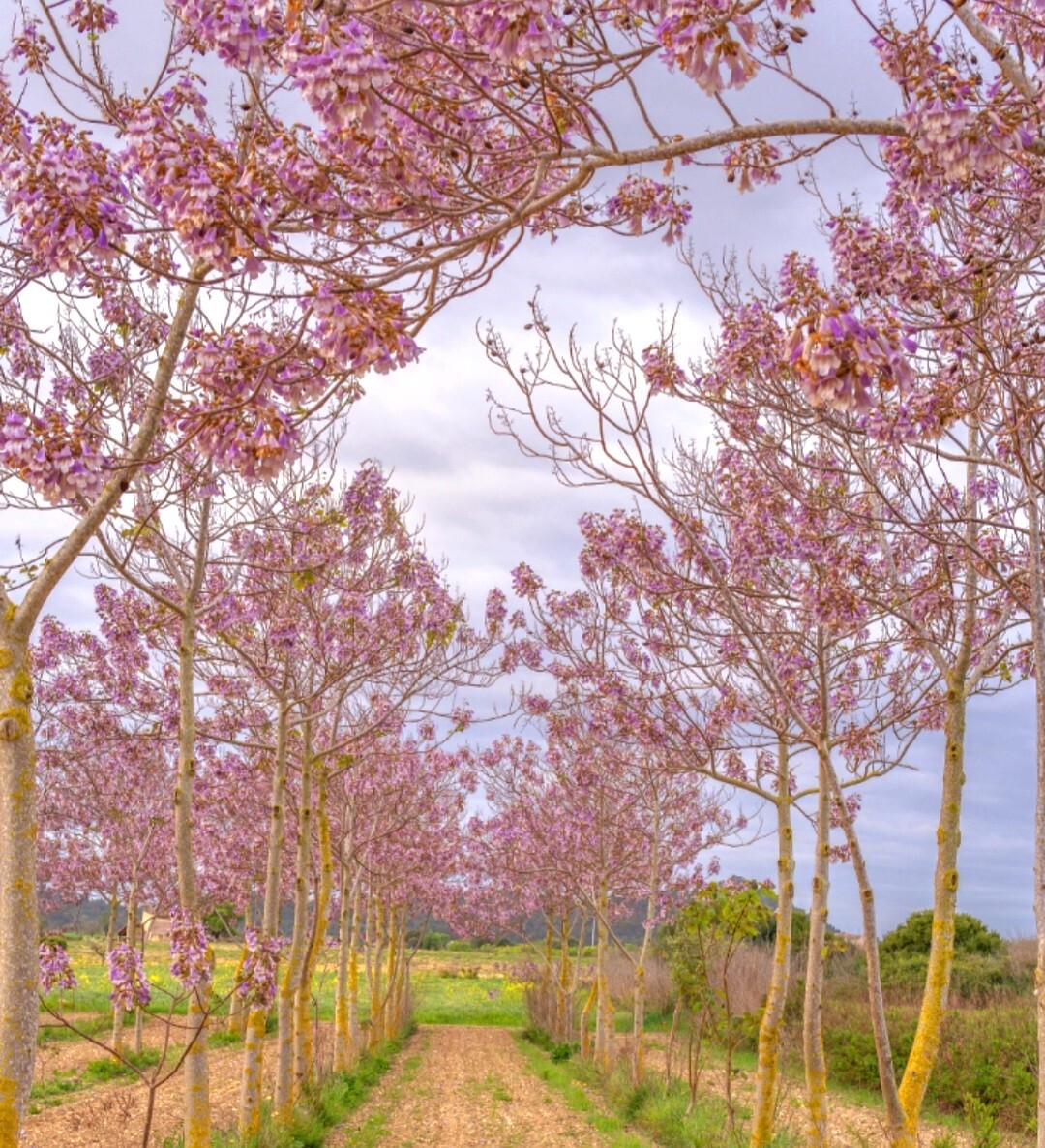 450 Royal Paulownia Empress Tree Seeds Paulownia Elongata Fastgrowing Forest Tre
