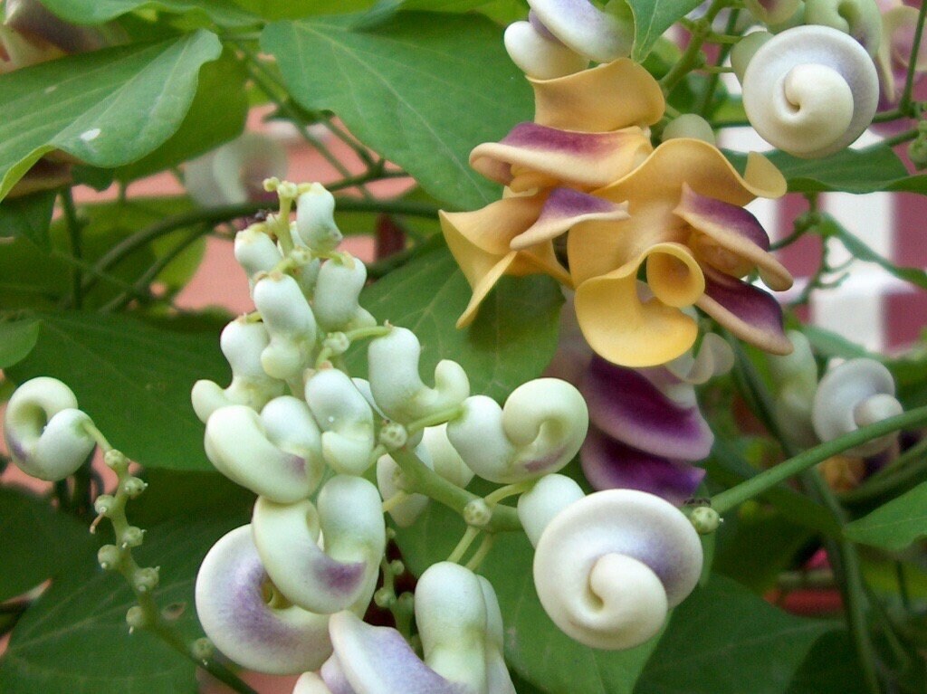 Snail Vine Seeds ~ Vigna Caracalla ~ Fragrant ~ Garden ~ Exotic ~ Unique ~