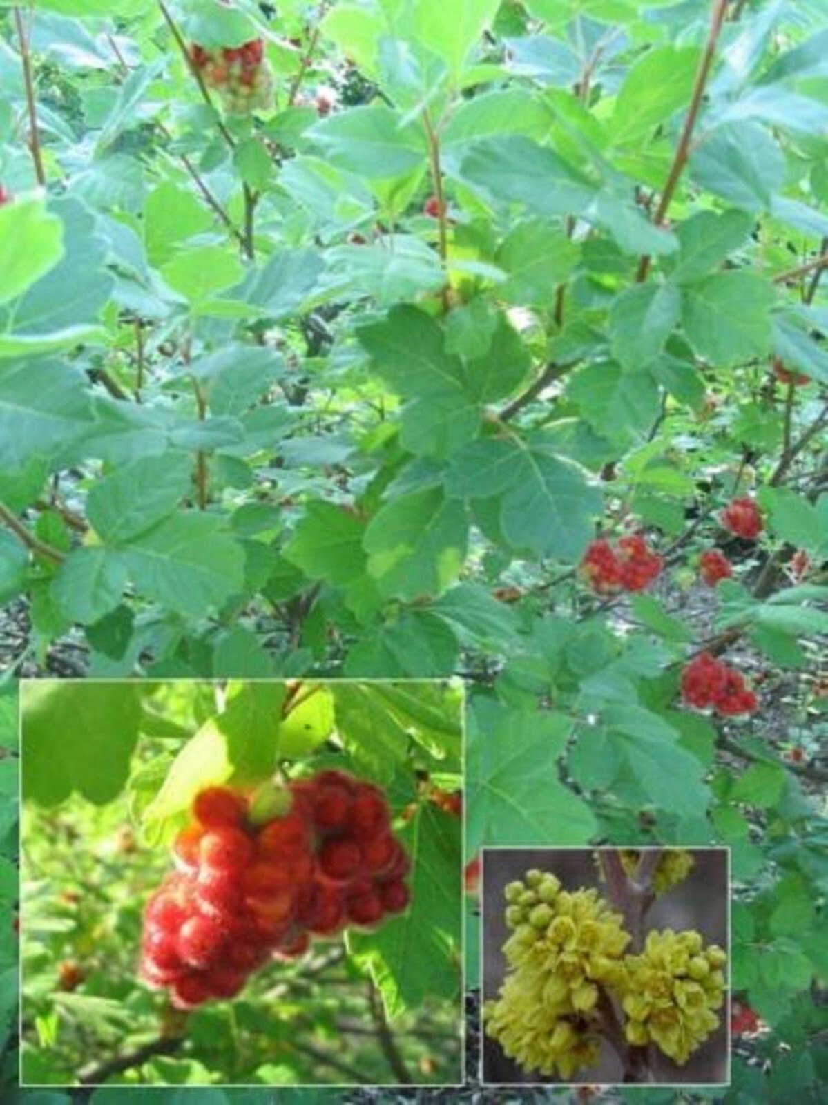 Fragrant sumac (Rhus aromatic) 1-2 year old plant, well rooted