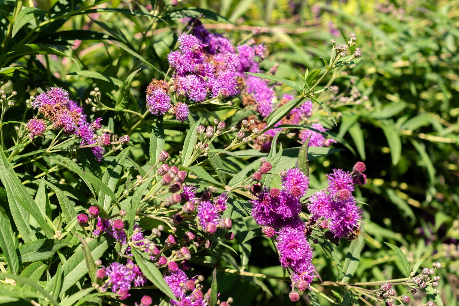 250 PURPLE IRONWEED Vernonia Fasciculata Flower Seeds