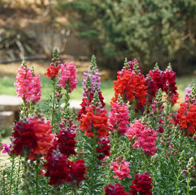 Snapdragon PASSION RED MIX Easy Grow Cut Flower Garden Non-GMO 1000 Seeds