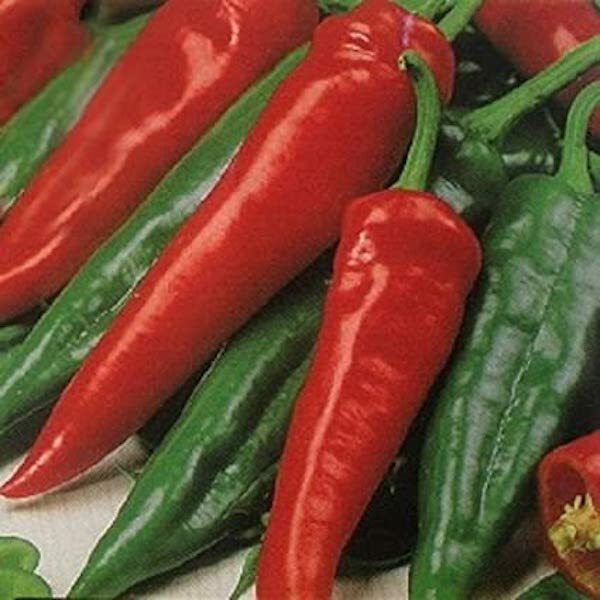 Pepper Seeds – Hot – NuMex College 64L – Joe E Parker Hot Pepper Organic 2025