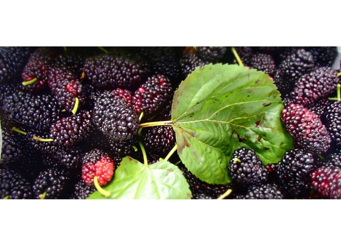 50 Mulberry SEEDS Morus Rubra TX USA Fruit Tree Sweet Edible Fragrant Easy