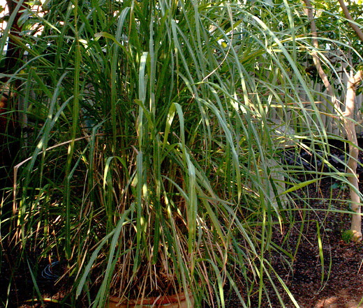 LEMON GRASS EAST INDIAN Cymbopogon Flexuosus – 250 Bulk Seeds
