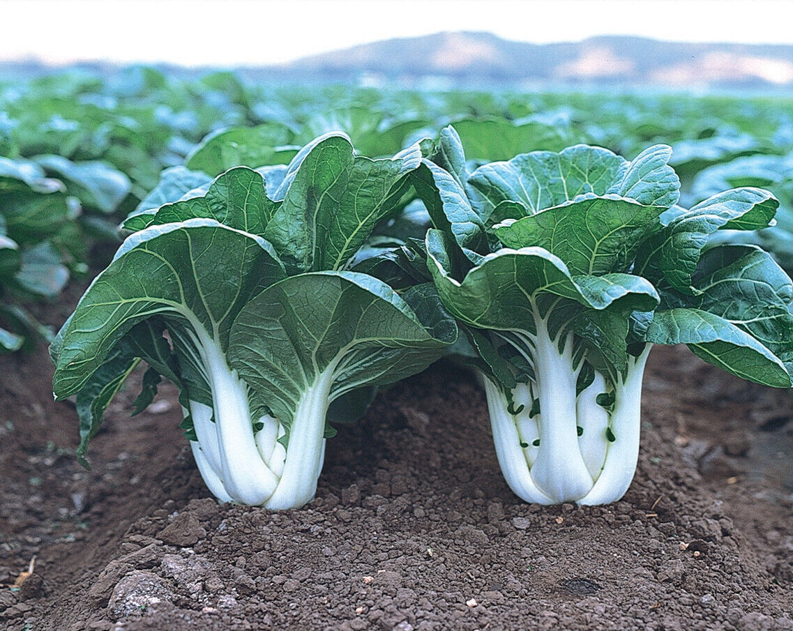 Baby Canton Milky White Steam Pak Choi/Bok Choy Chinese Cabbage Seeds Sz:100-500