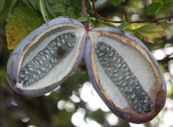 Akebia quinata | Chocolate Vine | Fiveleaf Akebia | 5 Seeds