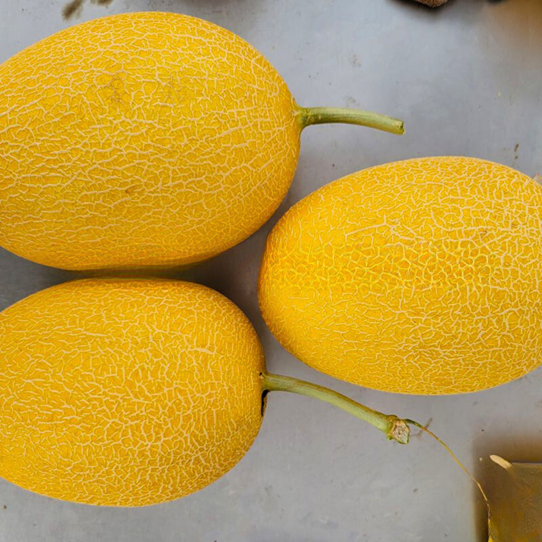 Fresh Sweet Delicious Hami Melon Seeds | Heirloom Non-GMO | Asian Fruit Seeds