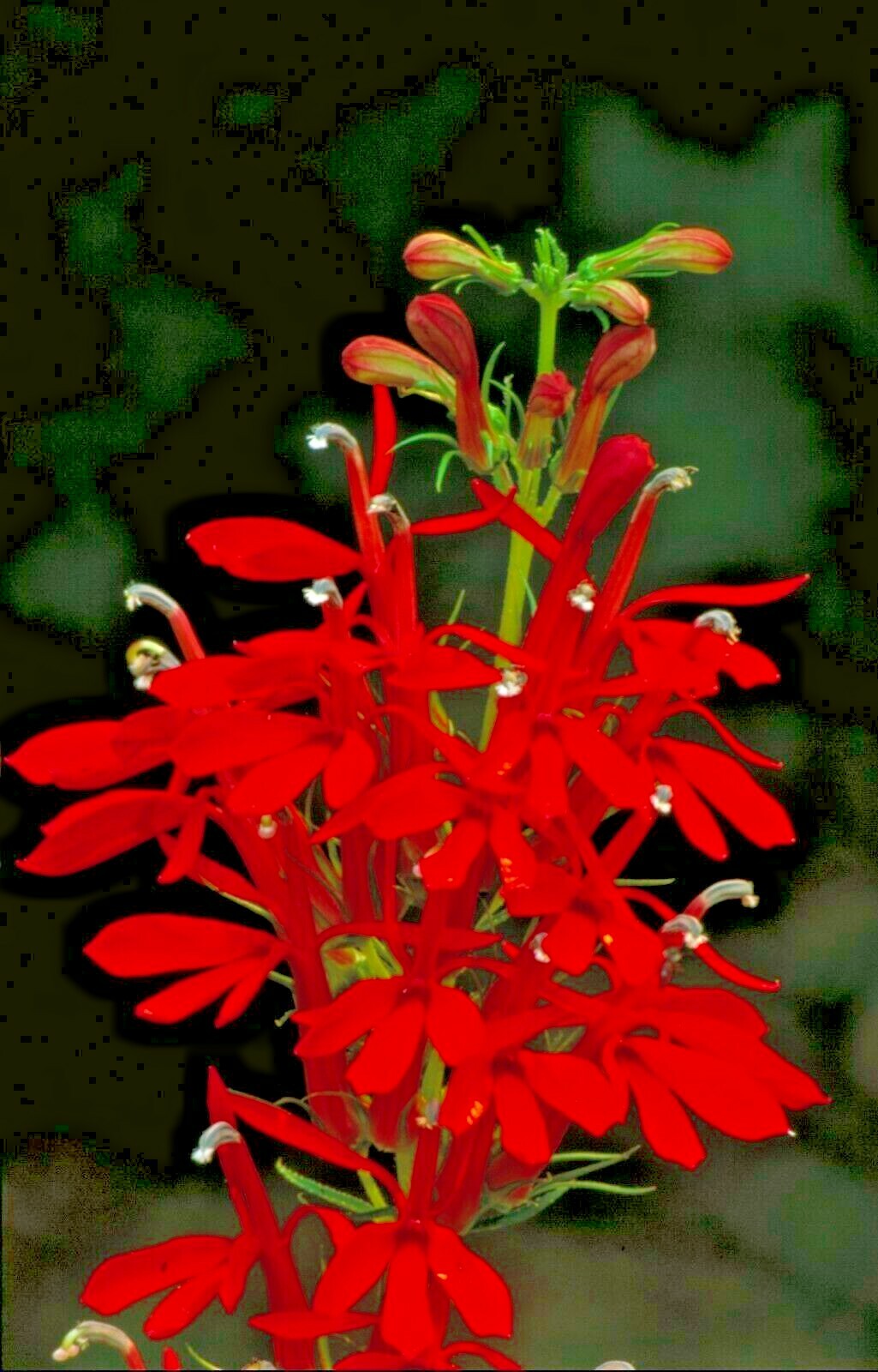 Red Cardinal Flower Seed, Lobelia, Heirloom Wildflower, Attract Butterflies 75ct