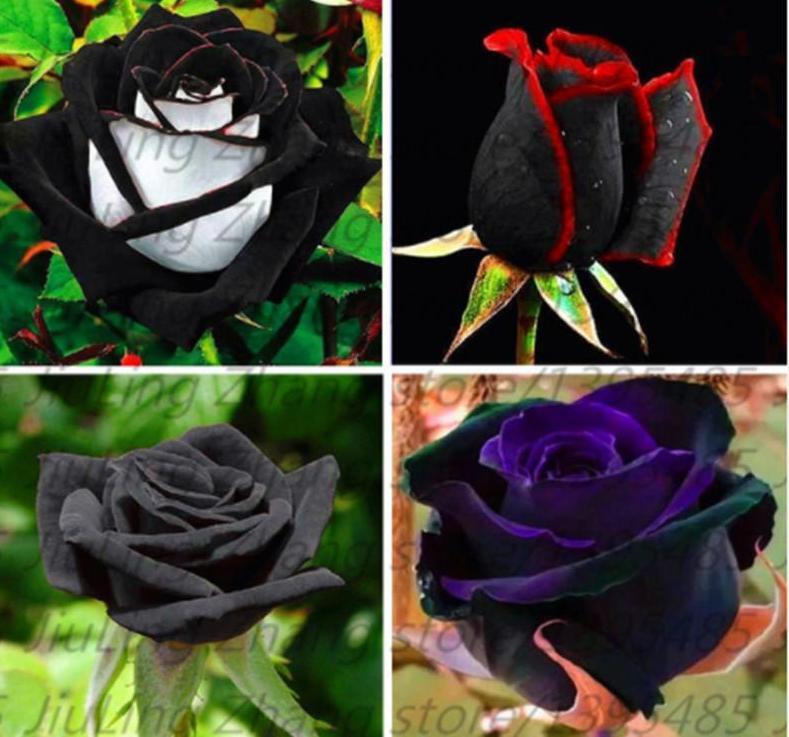 20 EXOTIC RARE BLACK ROSE SEEDS home garden flower plant bush diy sun Rosas tea